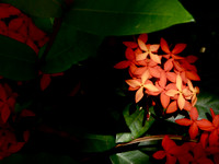 pinspot