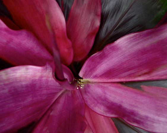 Tropical Purple