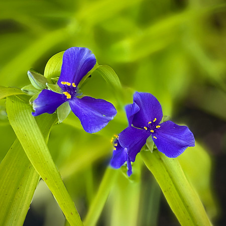 Spiderwort