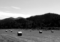 Hay