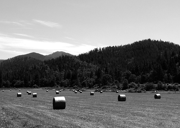Hay
