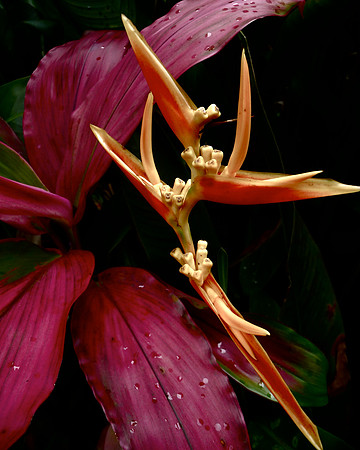 Exotique