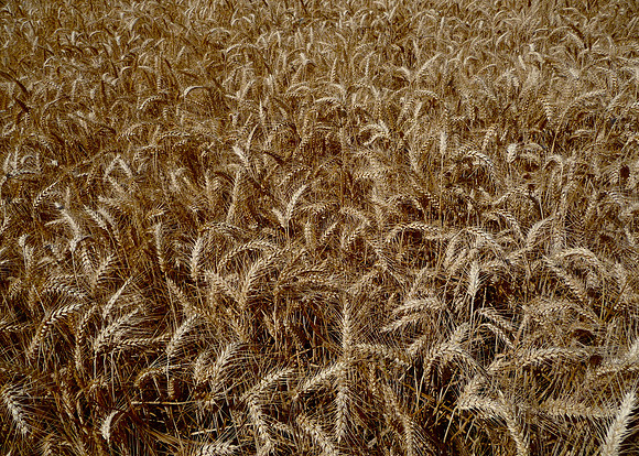 Wheat