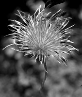 Prairie Crocus