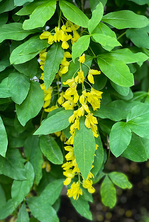 Golden Chain