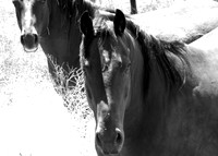 Wildhorses