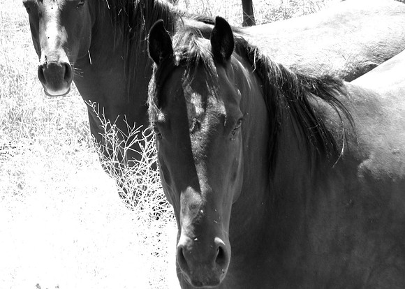 Wildhorses