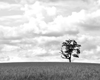 Lonely