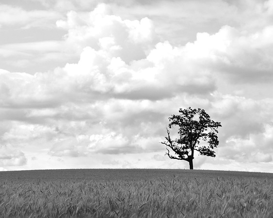 Lonely