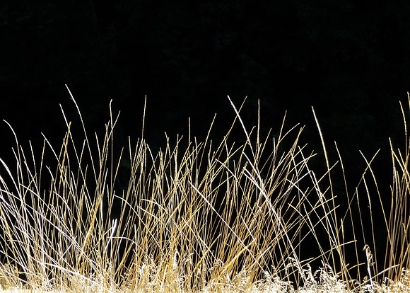 Late Day Grass