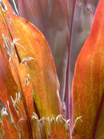 frayed