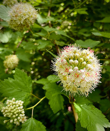Pacific Ninebark
