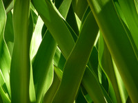 blades