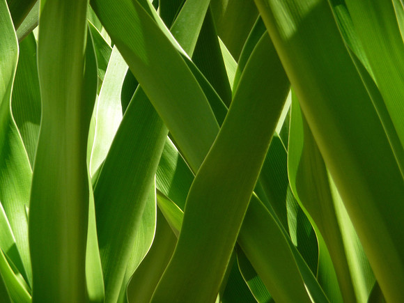 blades