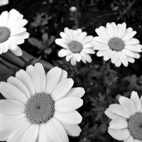Daisy