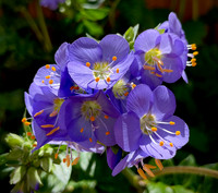 Flora