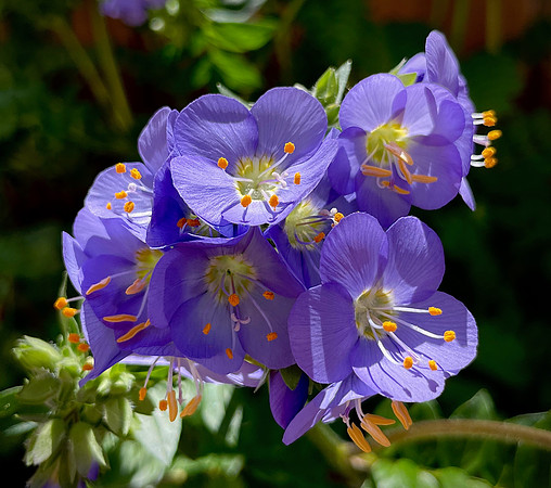 Jacob's Ladder