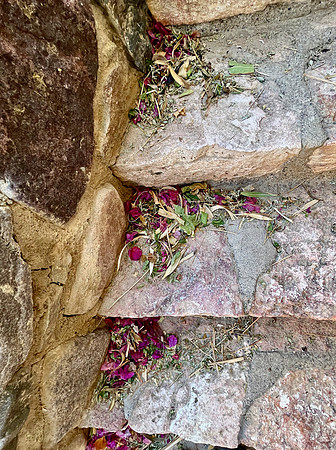 Fallen Blossoms