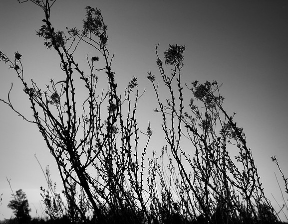 Dusk Brush
