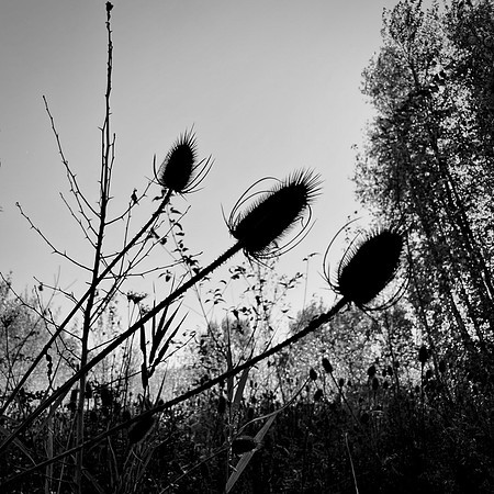 Thistle