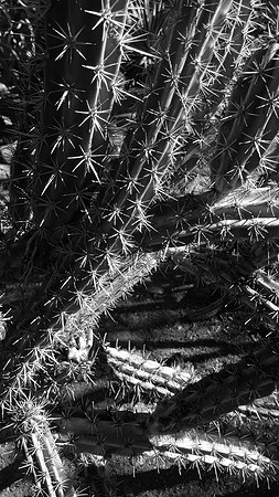 Cactus