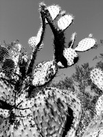 Cactus 2
