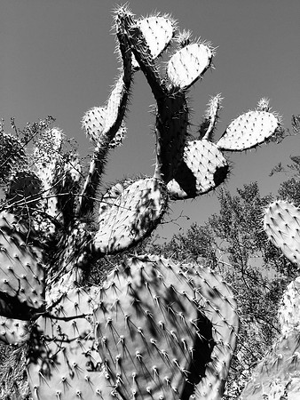 Cactus 2