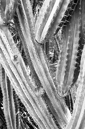 Cactus 3