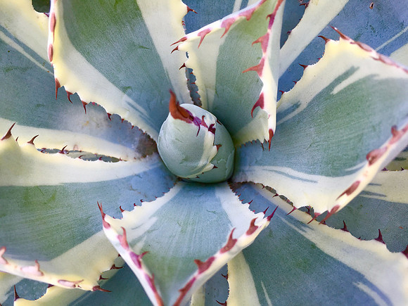 Succulent