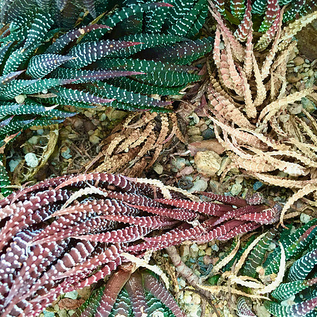 Spider Colors
