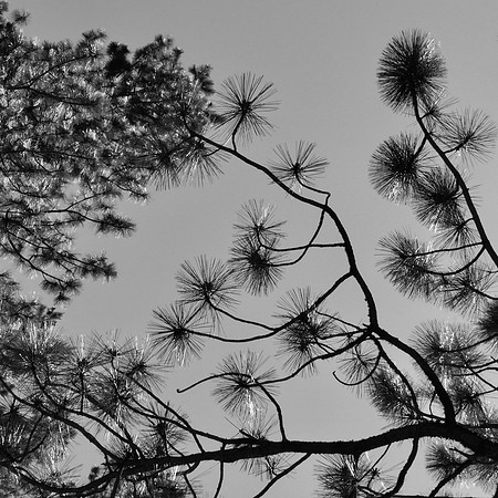 Pine and Sky