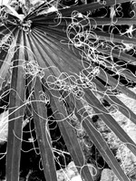 Yucca