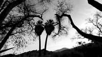 Palm Desert