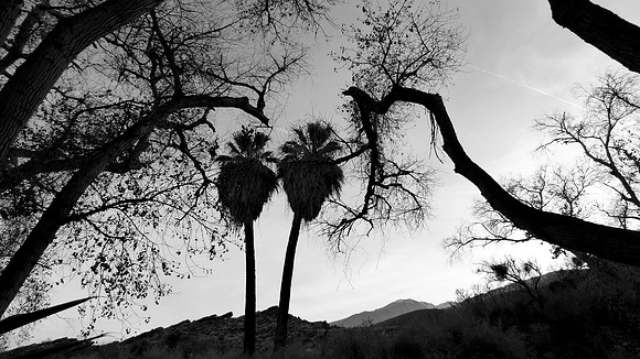 Palm Desert