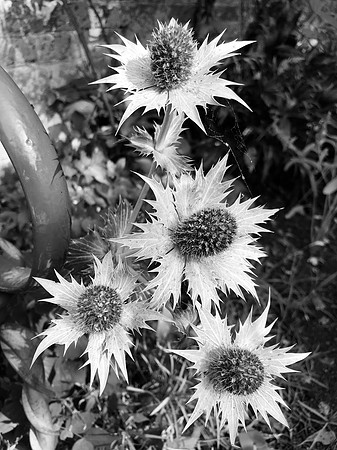 Thistle