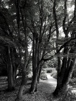 Hidcote 2