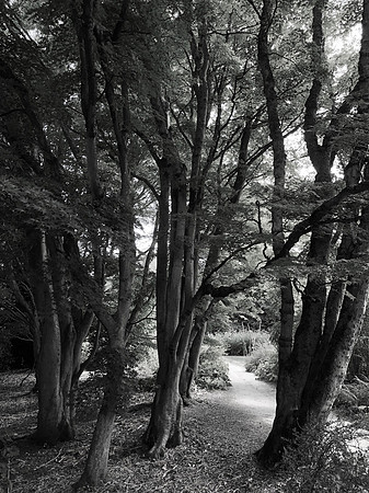 Hidcote 2