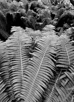 Fern Reach