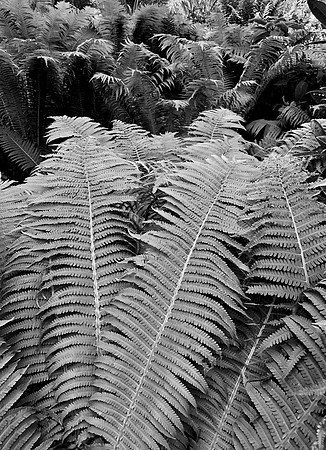 Fern Reach