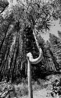 Trap Tree