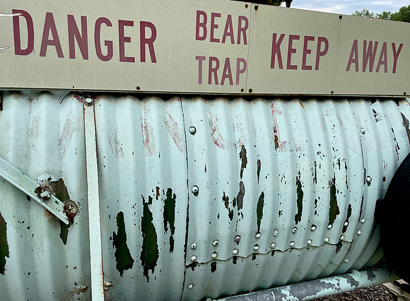 Bear