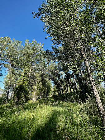 Summer chirping, buzzing, lazing