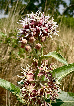 Riverside buds