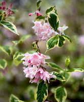 Weigela