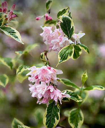 Weigela
