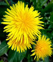 Dandelion