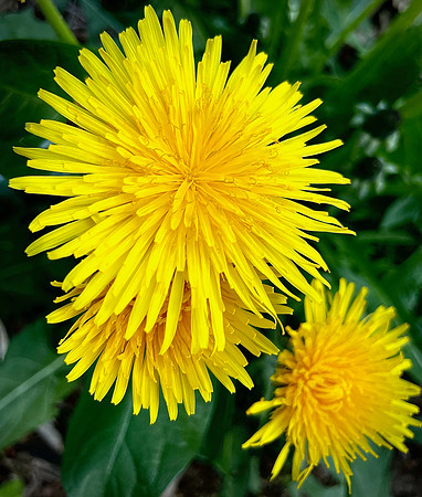 Dandelion