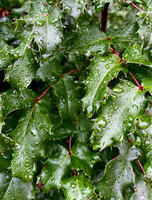 Oregon Grape
