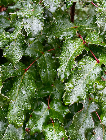 Oregon Grape