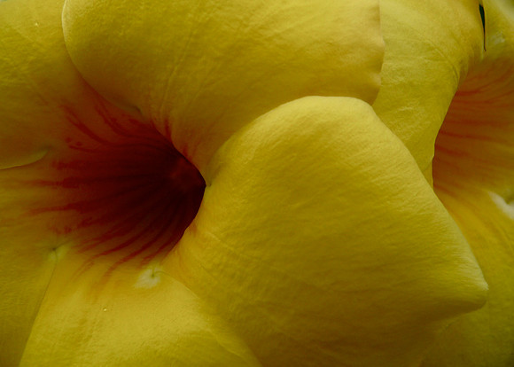 Tropical Yellow